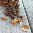 Pine Nuts (Chilghoza)